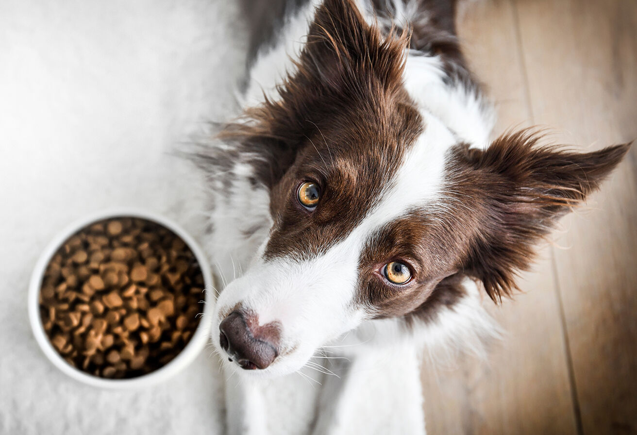 dog looking up with bowl of food in front